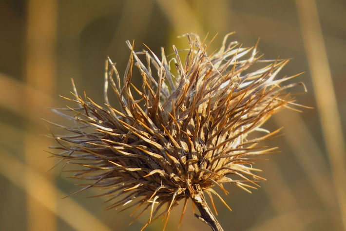 Leonotis seed head